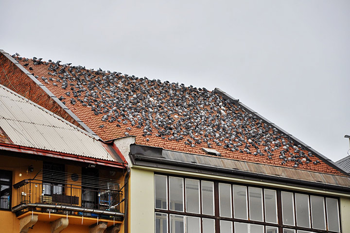 A2B Pest Control are able to install spikes to deter birds from roofs in Hexham. 