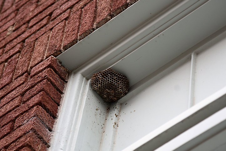 We provide a wasp nest removal service for domestic and commercial properties in Hexham.